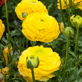 Gele Ranonkels - Ranunculus yellow - Willemse