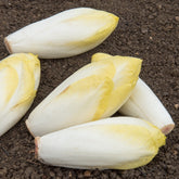 Witlof Bingo F - Willemse