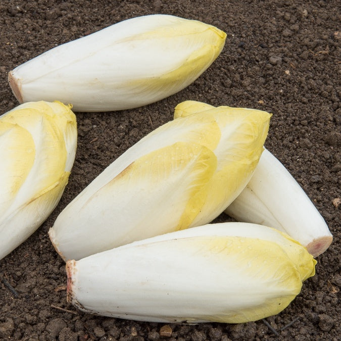 Witlof Bingo F - Willemse