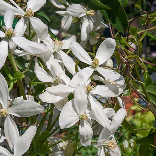 Bosrank 'Snowdrift' - Clematis armandii 'snowdrift' - Willemse