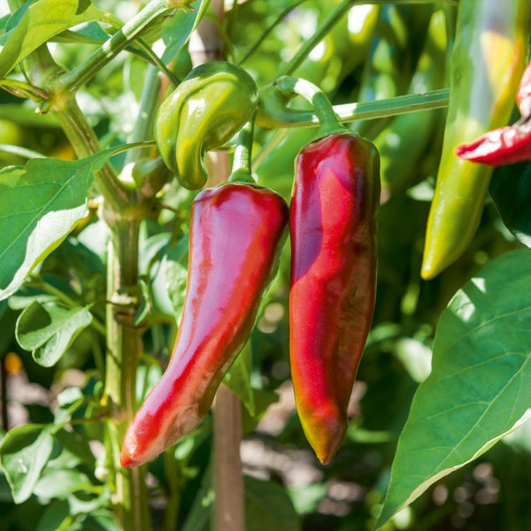 Peper 'Gorria' - Willemse