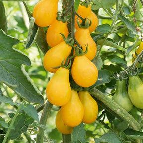 Kerstomaat 'Yellow Pearshaped' - Willemse
