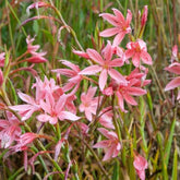 Koffielelie mevrouw Hegarty - Schizostylis coccinea Mrs Hegarty - Vijvers