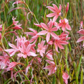 Koffielelie mevrouw Hegarty - Schizostylis coccinea Mrs Hegarty - Vijvers