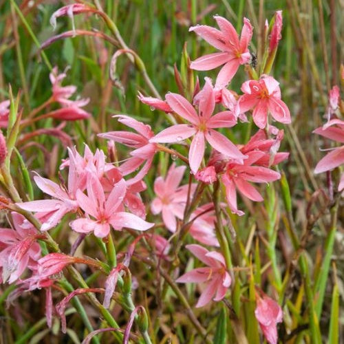 Koffielelie mevrouw Hegarty - Schizostylis coccinea Mrs Hegarty - Vijvers