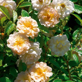 Rosa Ghislaine de Féligonde - Roos 'Ghislaine de Féligonde' - Rozen - Naakte wortels