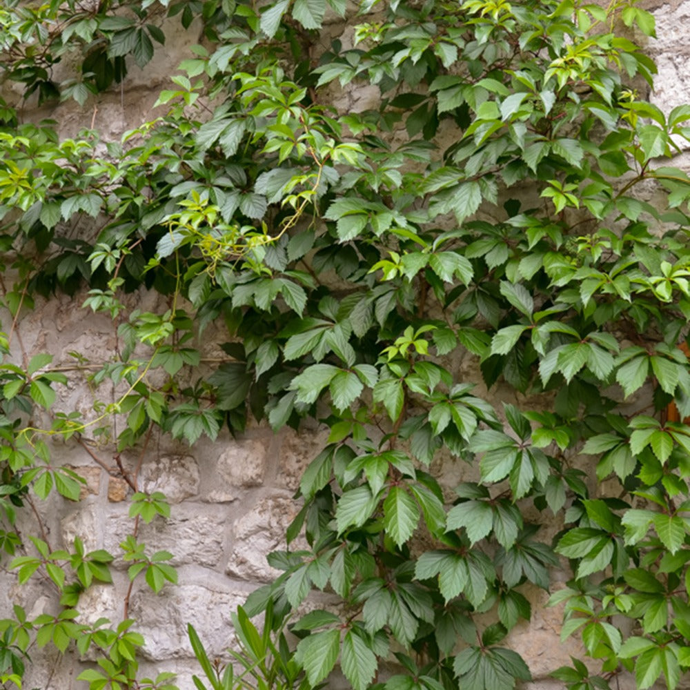 Winterharde planten - Wilde wingerd 'Engelmannii' - Parthenocissus quinquefolia 'engelmannii'