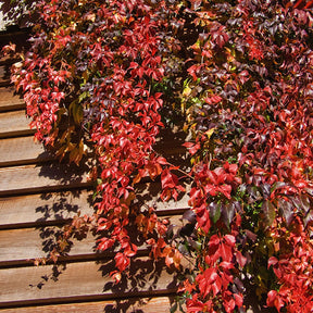 Parthenocissus quinquefolia 'engelmannii' - Wilde wingerd 'Engelmannii' - Winterharde planten