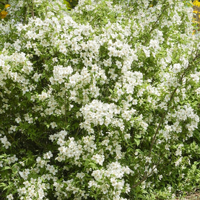 3 struiken als cadeau - Weigela Bristol Ruby,Philadelphus Virginal,Forsythia int. Spectabilis - Willemse