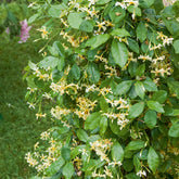 Trachelospermum jasminoides Star of Toscane - Toscaanse jasmijn 'Star of Toscane' - Sterjasmijn - Trachelospermum