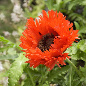 Oosterse klaproos 'Türkenlouis' - Papaver orientale türkenlouis - Willemse