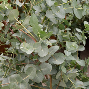 Eucalyptus gunnii - Eucalyptus gunnii Silverana - Bomen