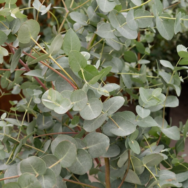 Eucalyptus gunnii - Eucalyptus gunnii Silverana - Bomen