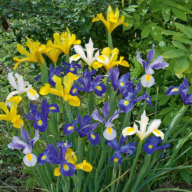 Hollandse Iris Mix (x50) - Willemse