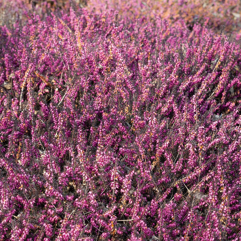Winterheide 'Kramer's Rote' - Erica darleyensis Kramer's Rote - Willemse