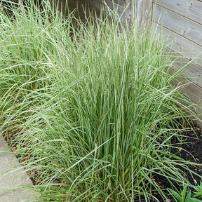 Bont struisriet 'Overdam' - Calamagrostis acutiflora overdam