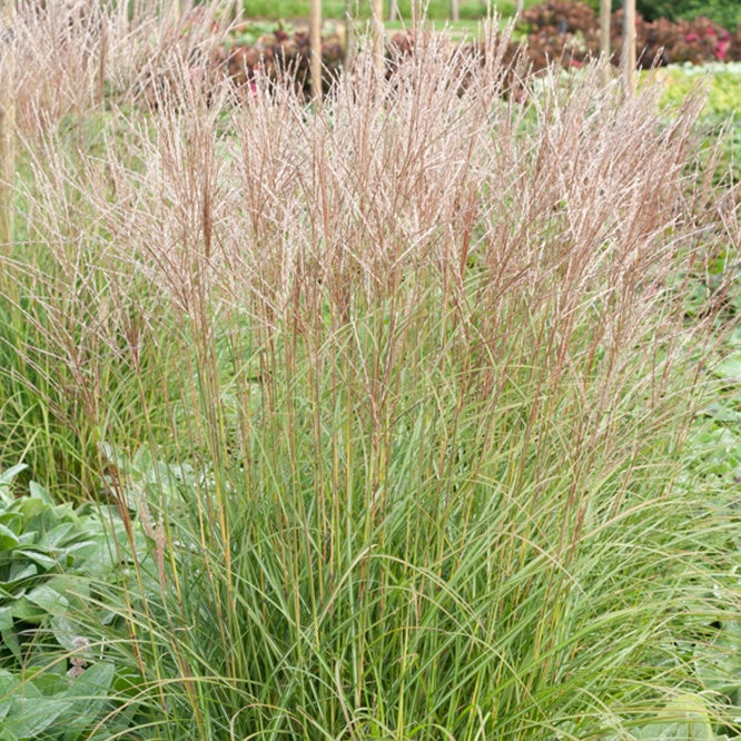Prachtriet 'Yaku-Jima' - Miscanthus sinensis yaku jima  (yaku dwarf - Prachtriet - Miscanthus