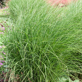 Prachtriet 'Yaku-Jima' - Miscanthus sinensis yaku jima  (yaku dwarf