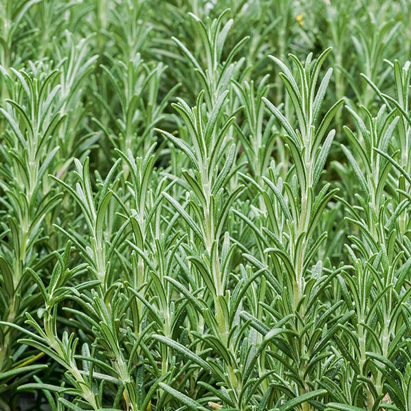 Rozemarijn - Willemse