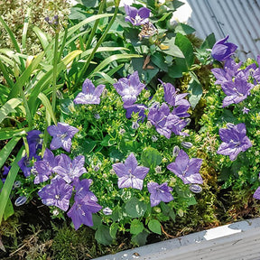 Campanula carpatica - Karpatenklokje - Klokjesbloem
