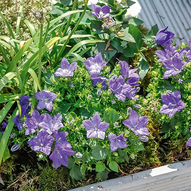 Campanula carpatica - Karpatenklokje - Klokjesbloem