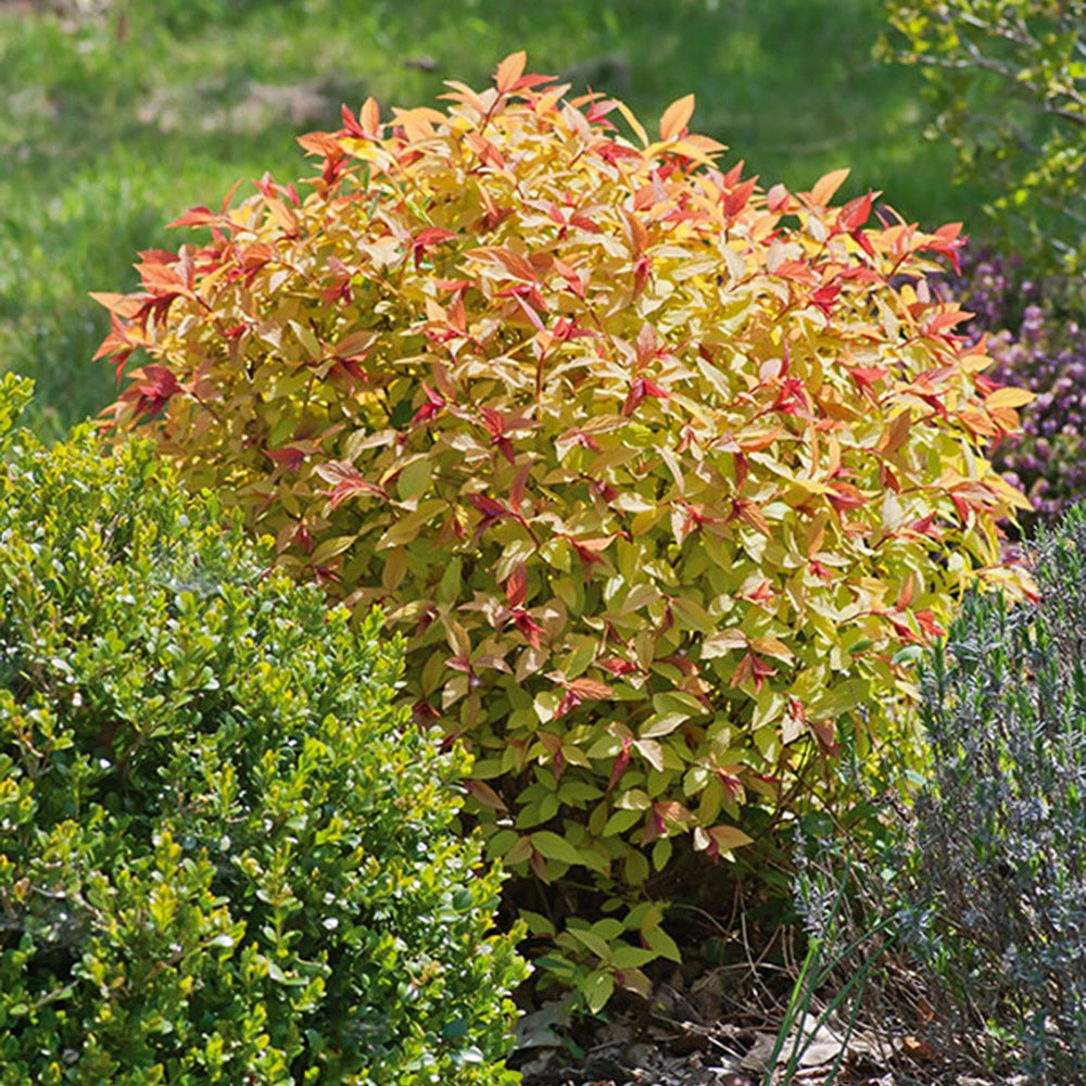 Haagheesters - Spierstruik 'Goldflame' - Spiraea japonica goldflame