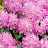 Rhododendron roseum Elegans - Rhododendron 'Roseum Elegans' - Rhododendron