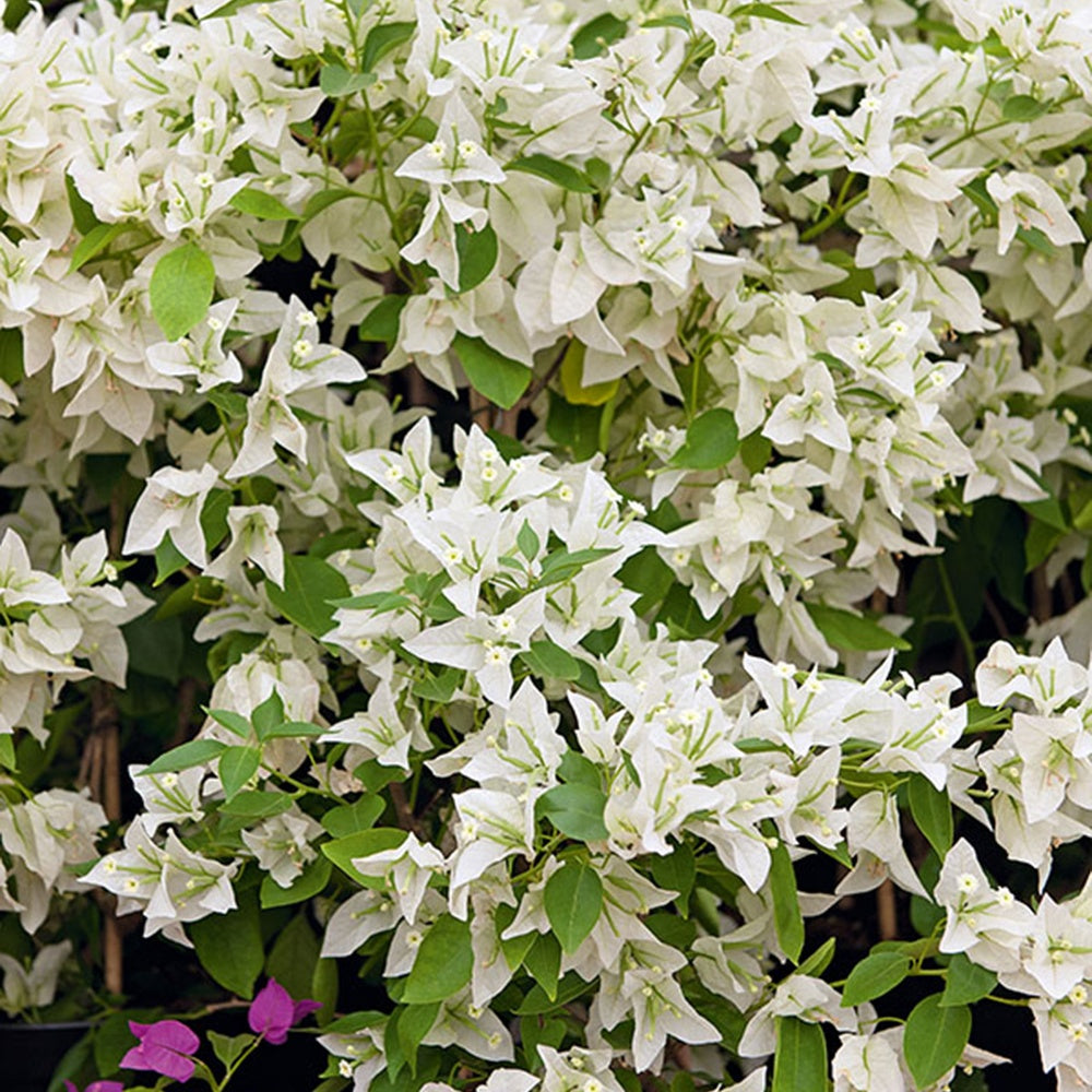 Bougainvillea white - Bougainville 'White Cascade' - Bougainville