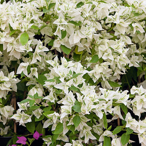 Bougainvillea white - Bougainville 'White Cascade' - Bougainville