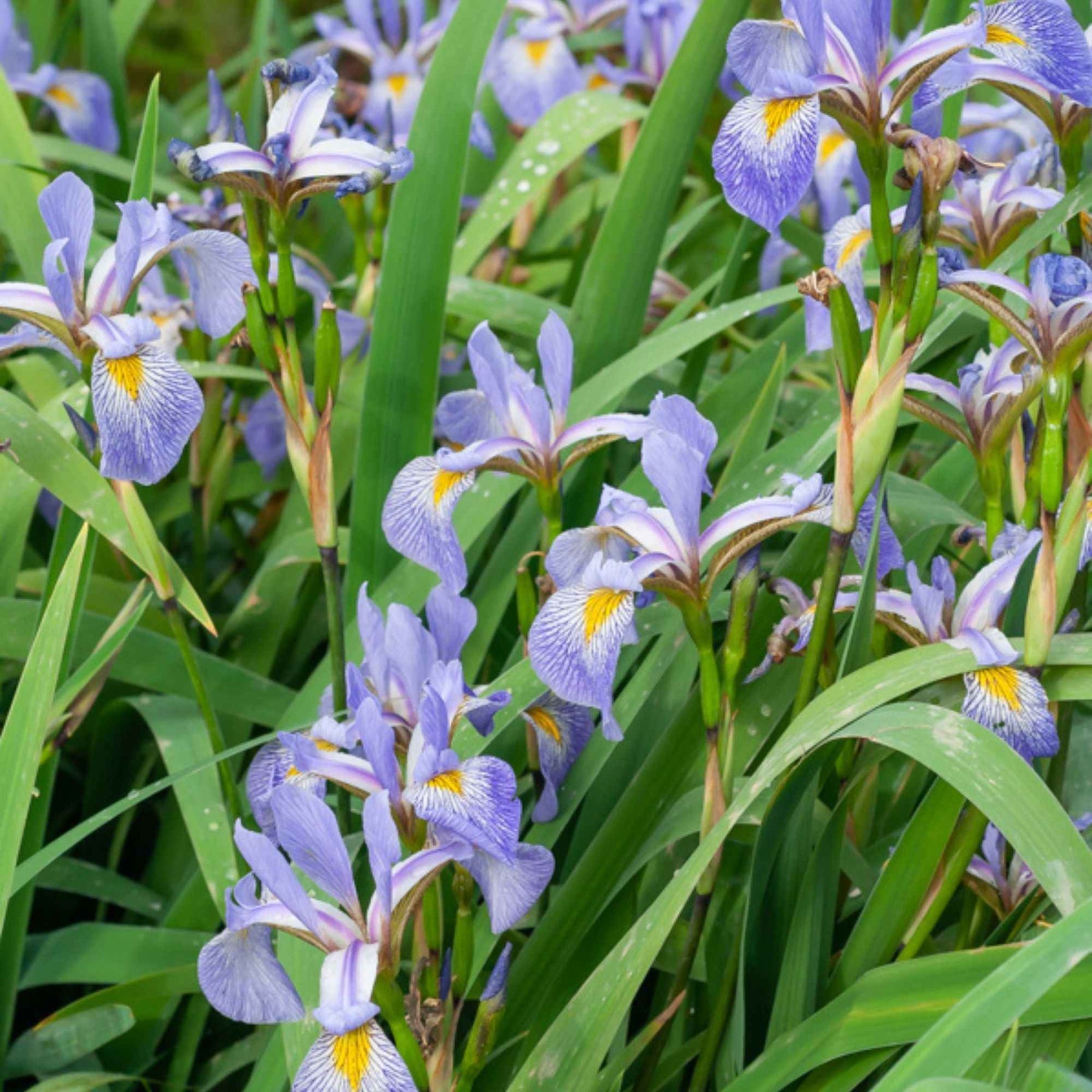 Amerikaanse lis - Iris versicolor - Willemse