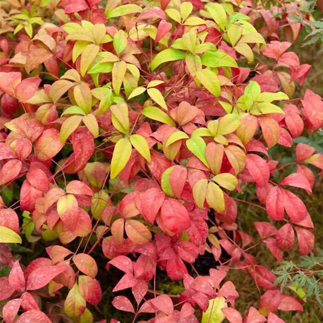 Hemelse bamboe 'Firepower' - Nandina domestica Fire Power - Willemse
