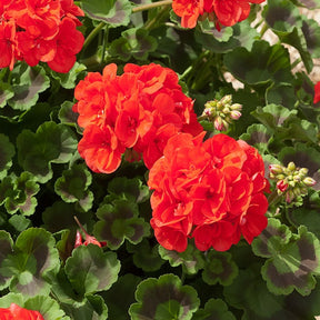 Geranium 'Toscana'® (x3) - Pelargonium zonale toscana ®