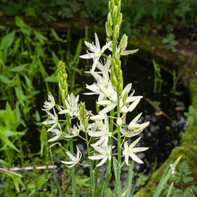 Witte prairielelie (x3) - Camassia 'leichtlinii'