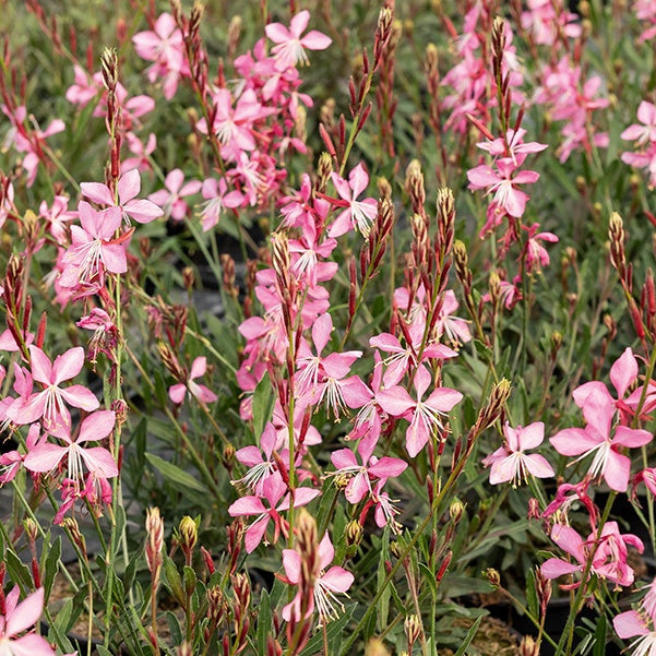 Verkoop Lindheimers prachtkaars 'Siskiyou Pink' - Gaura lindheimeri siskiyou pink