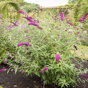 Vlinderstruik 'Royal Red' - Buddleja davidii Royal Red - Willemse
