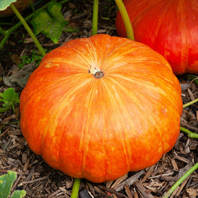 Cucurbita maxima rouge vif d'etampes - Pompoen 'Rode van d'Etampes' - Pompoenzaden