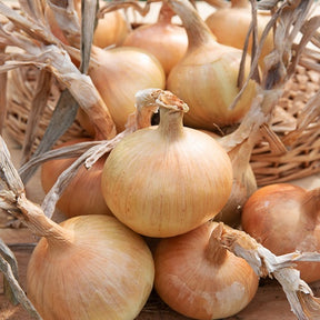 Ui 'Rijnsburger' - Allium cepa rijnsburger 5 - Groentezaden