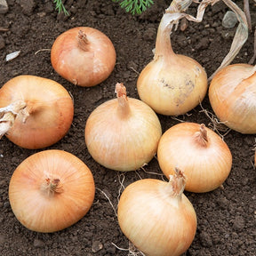 Ui 'Rijnsburger' - Allium cepa rijnsburger 5