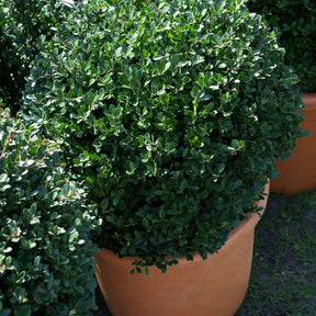 Japanse hulst 'Dark Green'® - Ilex crenata Dark Green - Willemse