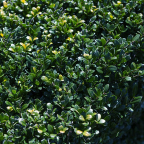 Japanse hulst - Ilex crenata Dark Green - Willemse