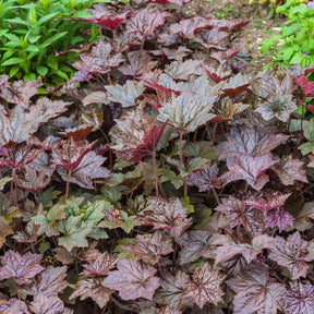 Heuchera micrantha Palace Purple - Purperklokjes 'Palace Purple' - Heuchera - Purperklokje