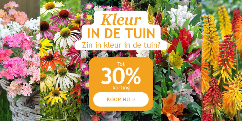 Kleur in de tuin met kortingen tot -30%!