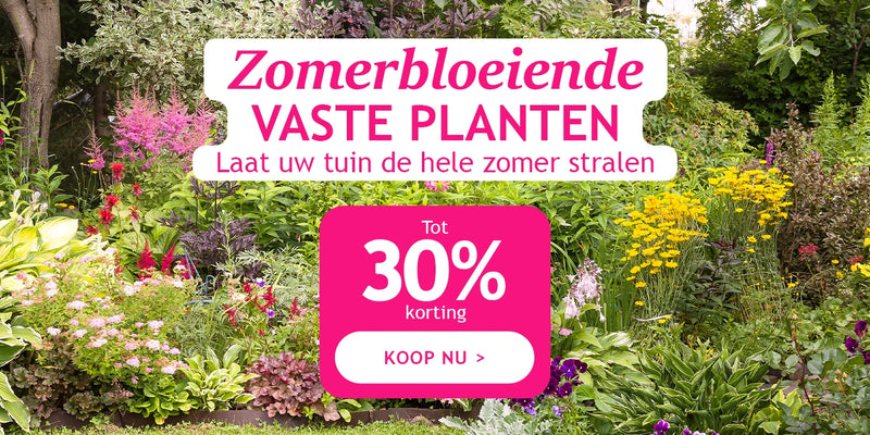 Zomerbloeiende vaste planten tot 30% korting
