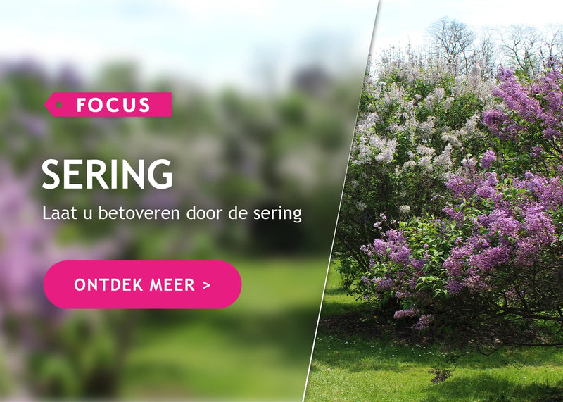 Focus op lilas!