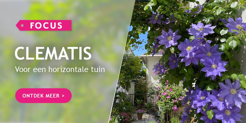 Focus op Clematis!