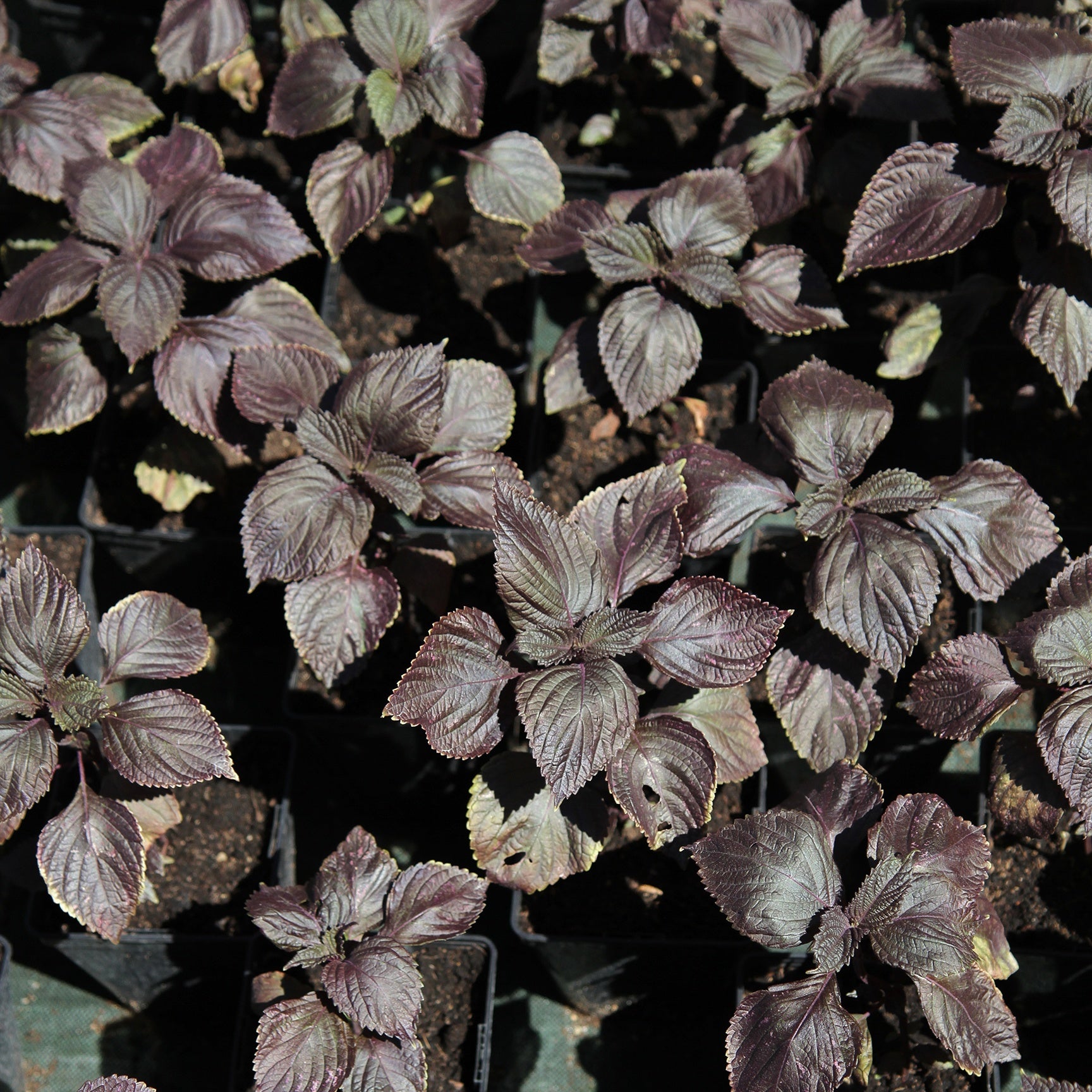 Japanse basilicim (Shiso) - Willemse