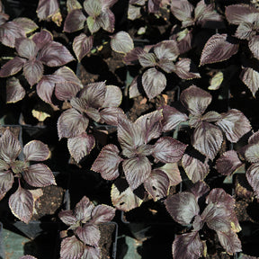 Japanse basilicim (Shiso) - Willemse