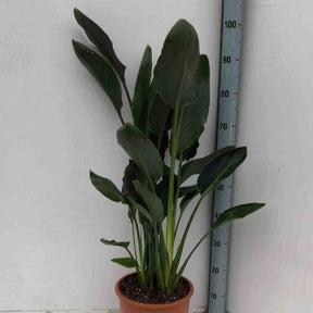 Paradijsvogelbloem Strelitzia