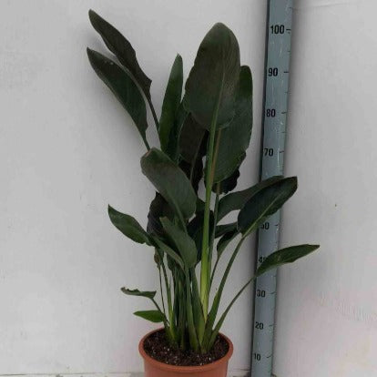 Paradijsvogelbloem Strelitzia