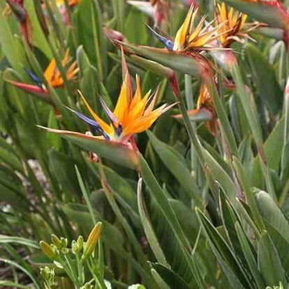 Paradijsvogelbloem Strelitzia